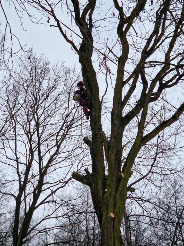 postupné kácení dubu poblíž plynové stanice Karviná